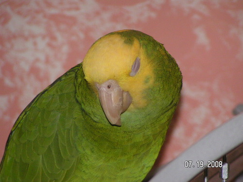 An online store catering to the Bird lovers of the World!
Check out our Facebook Page - http://t.co/V9Y0mhttHu
