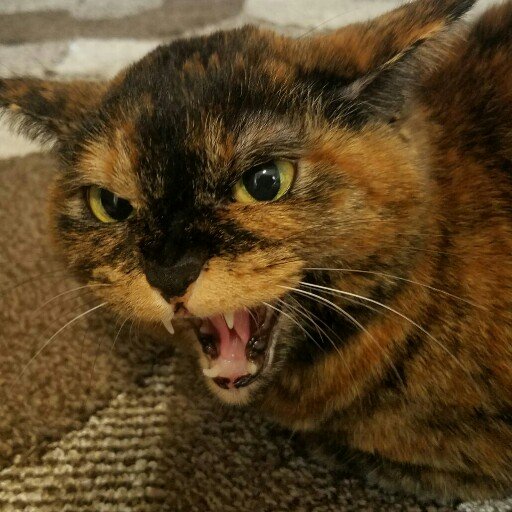 babitch123's profile picture. 西友に住みたい