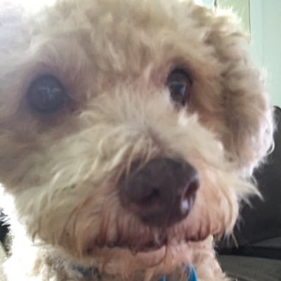 SimKym's profile picture. 