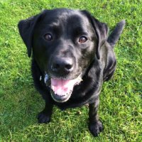 Max Harding OTRB π (@maxblacklab) 's Twitter Profile