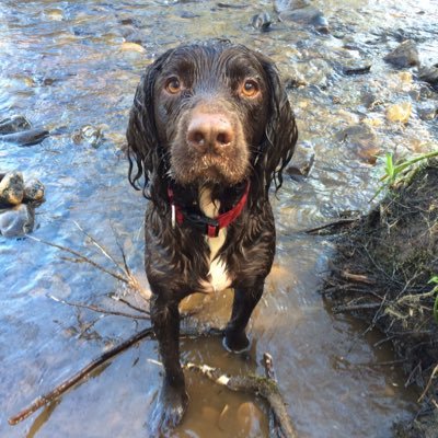 Me was a Sooper Swimming Sprocker who had the bestest life ever since me went to live in my furever home! My beautiful tweetheart was @missmollydog9 💜