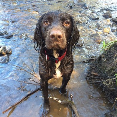 Me is a Sooper Swimming Sprocker who has the bestest life ever since me came to live in my furever home! My beautiful tweetheart is @missmollydog9 💜