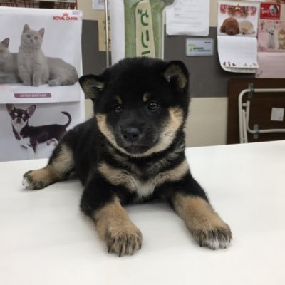 goxgo55's profile picture. ＷＣＣＦと酒を愛する⭕⭕歳仕事は気のみきのまま