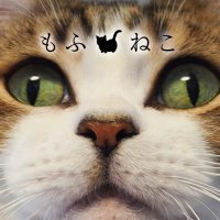 moff_neco もふねこ (@moff_neco_com) 's Twitter Profile