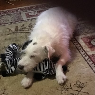 chris_rees1's profile picture. 