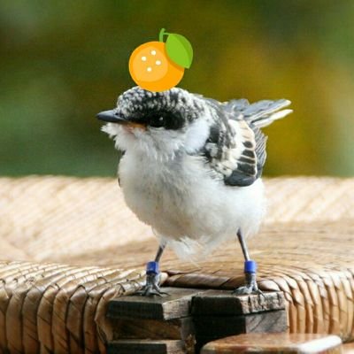 小鳥 Tit Birdy Twitter
