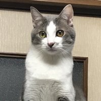 mips (@mips_) 's Twitter Profile