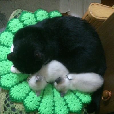 ねこ大好きです。知久寿焼さん憧れてます。たまお気に入りです。