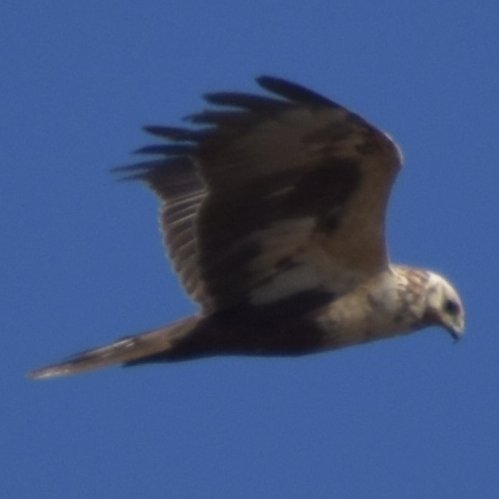 地方でIT開発で飯食ってます。趣味で戦闘機や野鳥の写真撮影やアニメ、漫画なども楽しんでいます。
ふむ、ツイートしないでほぼDM専用アカになってるなぁwww