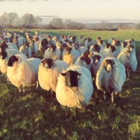 Farming Ireland(@FarmingIreland) 's Twitter Profileg