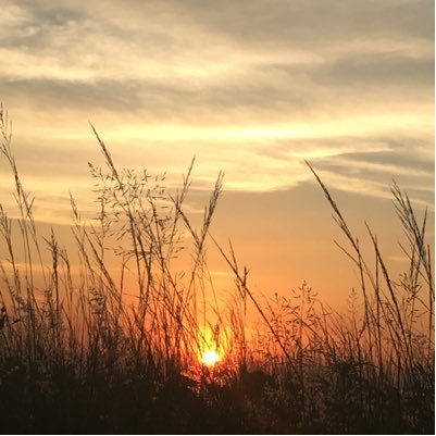 lorraineANTs's profile picture. Owner of Africa Nature Training,  passionate about Africa and Conservation. Oh ... and a grass and astronomy nut!!