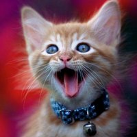 Precious Animals Channel (@cutecatslady) 's Twitter Profile Photo Precious Animals Channel (@cutecatslady) 's Twitter Profile Photo