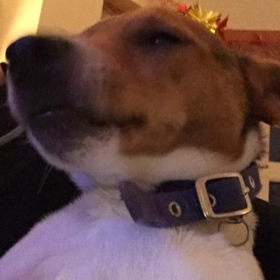 Paddy Smullen Profile