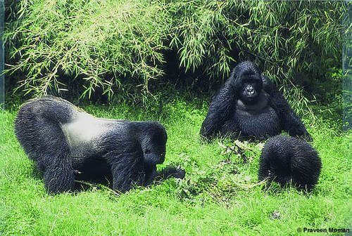 helping travellers to rwanda and uganda  book and pay for furnished apartments, hotels, guest houses in kampala and kigali.book gorilla safaris, cheap car hire