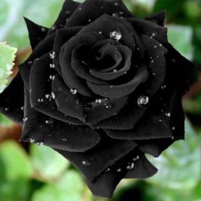 epi_erik's profile picture. La música anima el alma. Main Support