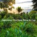 Maui Tea Farm (@mauiteafarm) Twitter profile photo Maui Tea Farm (@mauiteafarm) Twitter profile photo