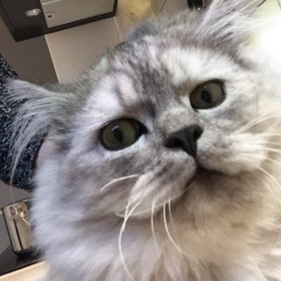 cosmo_of_london's profile picture. boxes! lamb! boxes! I'm trying to learn human, at the moment I can say "hello". I'm a handsome Siberian North Londoner with a poppadom habit.