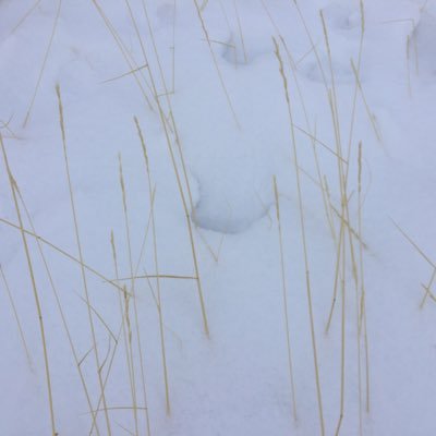 severian2184's profile picture. 