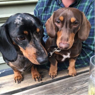 First there was Mimi, Monty cat a week later, then Digby gate crashed four months after!! Cousin Bertie pops in now & then! #AllBestFriends