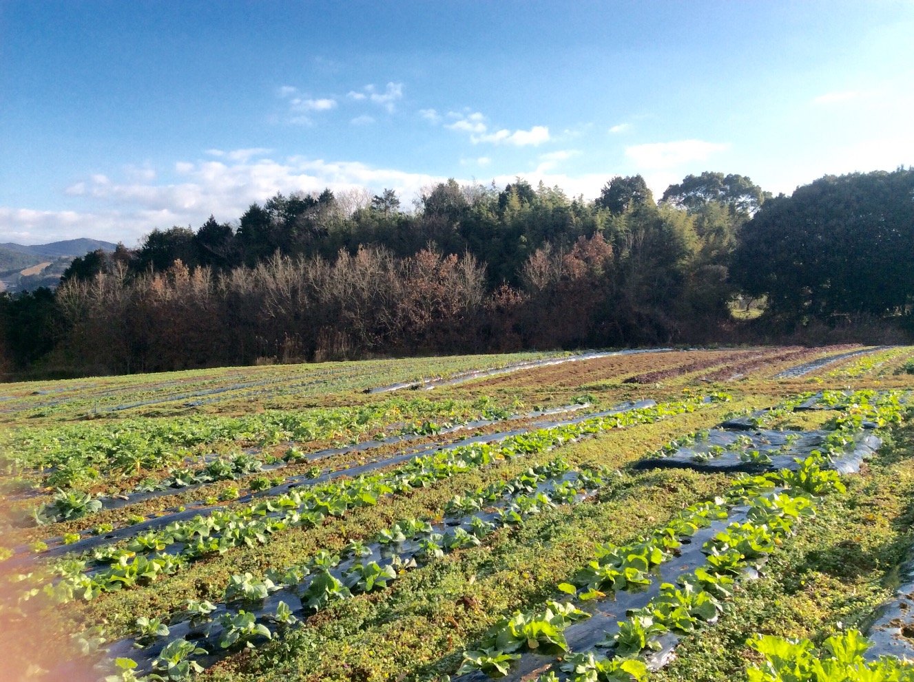 種からこだわる安心安全な野菜作り◆
アレルギーの方でも食べられる無肥料野菜◆
農業研修を実施しこだわり農家さんを増やすプロジェクト