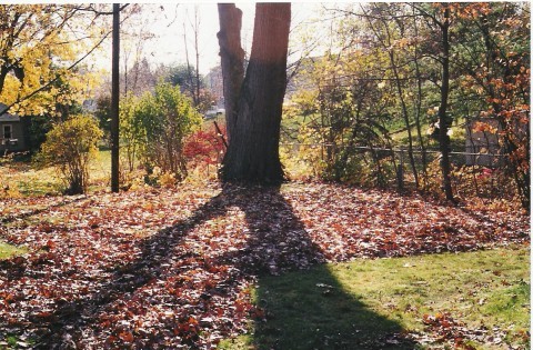 MusicTeacher13's profile picture. music teacher, piano, organ, voice; organist/choir director; music theory; bowling; cats; reading; gardening;computer & smartphone help; writer; music composer