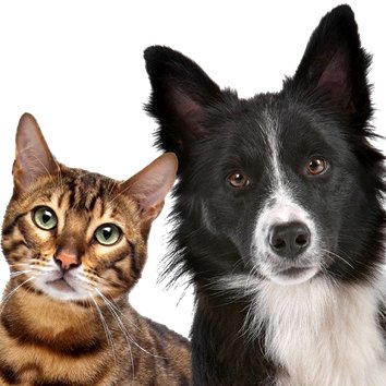 site de vente d'accessoires pour chiens et chats de marques et surtout de qualités. J'espère que vous trouverez votre bonheur, n'hésitez pas à me contacter .