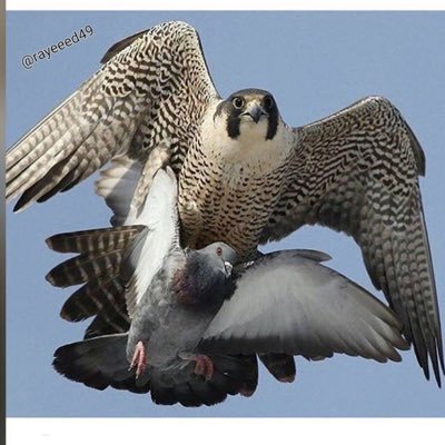 rCbeuKMSNKIjNOl's profile picture. الرياضة