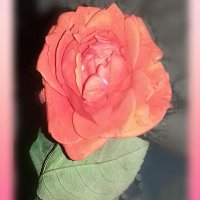 sanyukta prakash (@sanyuktaprakash) 's Twitter Profile