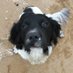 Dianes Doggie Heaven (@dianesdogwalks) Twitter profile photo Dianes Doggie Heaven (@dianesdogwalks) Twitter profile photo