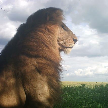 Help researchers in the Serengeti by going a virtual safari!