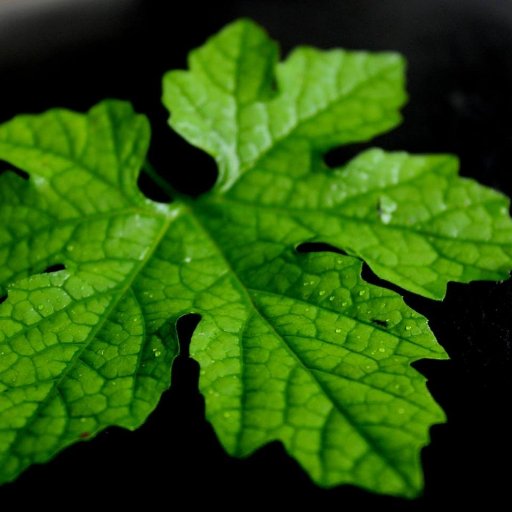 minu_bharathi's profile picture. 