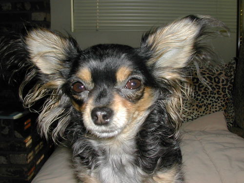 Conservative Chihuahua Lover