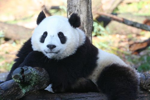 I love Tai Shan!