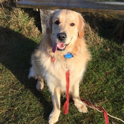 Big soft excitable Golden Retriever (KC Name - Robscraig Nautical Storm), my friends call me Digger - Birthday 25 April 2014