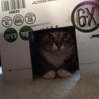 Steve The Cool Cat (@stevethekitcat) 's Twitter Profile