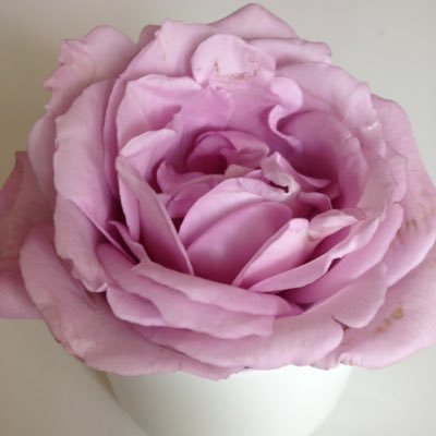 CocoSav's profile picture. “Lose you mind and come to your senses”, Fritz Perlz. Gestalt and Somatic Experiencing Psychotherapist - online and face to face.