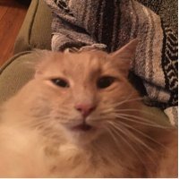 Benson Ellis (@thebensonellis) 's Twitter Profile