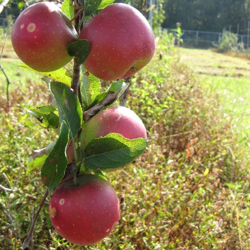 Khan Lab @Cornell, #Genetic mechanisms of #DiseaseResistance, tools for genetic improvement & sustainable disease management #Apples #Genomics #GeneticDiversity