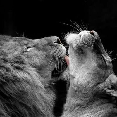 TinaLovesLions's profile picture. I'm SerengetiLion. My love for Lions drives me to dedicate my life to raise awareness for their continued survival before they disappear in man's world.