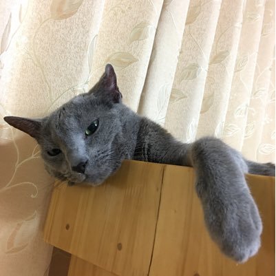 anego_gh3's profile picture. 色々と興味深々、妄想と現実を行ったり来たりのヘタレ。そしていつか石橋を叩き割ってみたい！ ある舞台俳優にハマり出来る限り舞台を観に日々北の国から奮闘中。成人済。自営業。