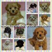 Maltipoo FurBabies(@MaltipooPuppies) 's Twitter Profileg