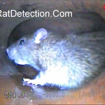ratdetective Profile Picture