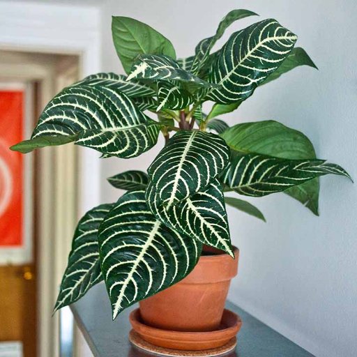 https://t.co/uA7spjBsgi is a website developed with the intention of keeping the general public educated on indoor house plants and how to get started.