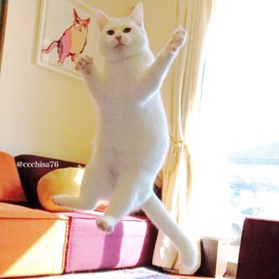 無重力猫ミルコのお家 ねこ休み展 Ccchisa76 Twitter