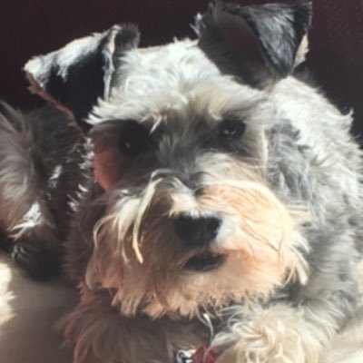 Am schnauzer