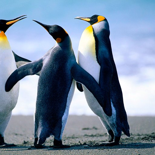 msaaeno's profile picture. hume baeeajjj