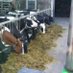 ad baltus 🐮🐴🐷🐑🐏🍀🚜🚒 (@ad_baltus) Twitter profile photo ad baltus 🐮🐴🐷🐑🐏🍀🚜🚒 (@ad_baltus) Twitter profile photo