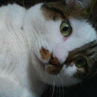 😍ぽちゃまる😍 (@9814mmm) 's Twitter Profile