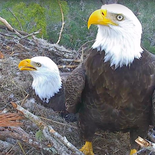 Bald Eagle nest located in Northeast Florida. Home of Gabrielle (Gabby) and Beau.