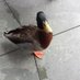 Duck Soup (@ducksoup225) Twitter profile photo Duck Soup (@ducksoup225) Twitter profile photo